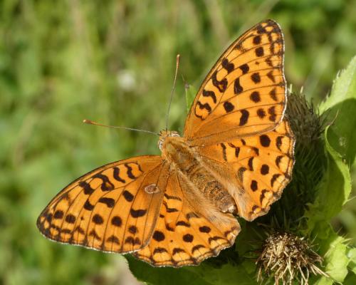 Argynnis adippe